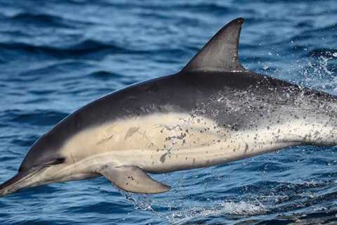 Friendship Between Species: First-Time Report of Wild Dolphin Changing its Language for Harbor..