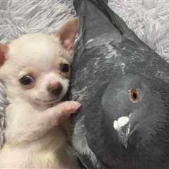 Pigeon That Can’t Fly Forms Inseparable Bond With Adorable Chihuahua That Can’t Walk
