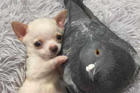 Pigeon That Can’t Fly Forms Inseparable Bond With Adorable Chihuahua That Can’t Walk